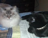 cats