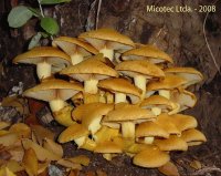 Gymnopilus Spectabilis - Chile