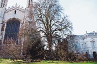 Un muy antiguo árbol