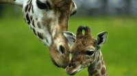 Mama Jirafa