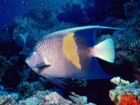 peces
