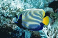 peces