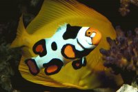 peces