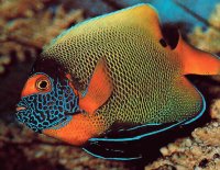 peces