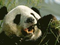 giant panda