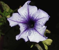 fiore