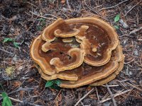 Phaeolus schweinitzii