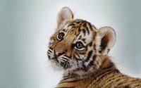 Tigre
