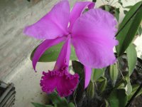 orquidea