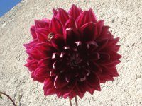Dalia!