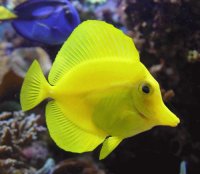 oceano