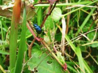 Fauna Pululahua