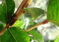 Fauna Pululahua