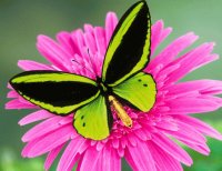 mariposa