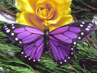 mariposa