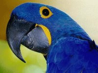 guacamaya