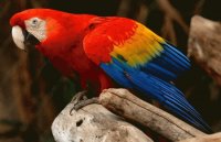 loro