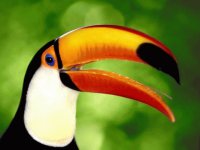 tucan