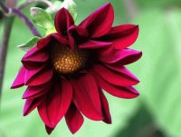 flor