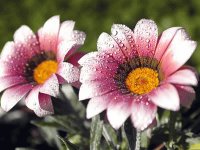 flor