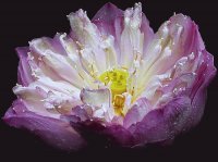 flor