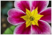flor