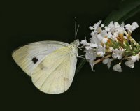 Romance in White
