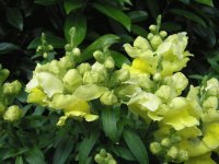 Snapdragon