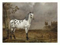 Paulus Potter The Horse