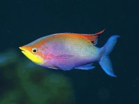peces