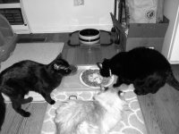 dinner time