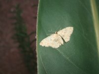 Butterfly on a leaf