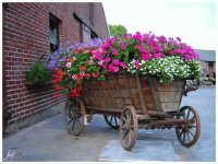 Flowers near the Farm