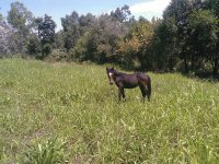Potranca