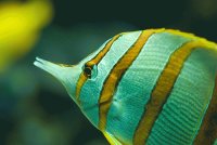 peces
