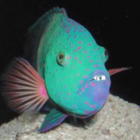 peces