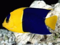 peces