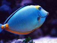 peces