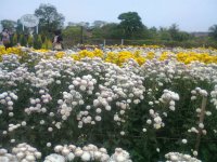Jardim em Holambra 2 - SP