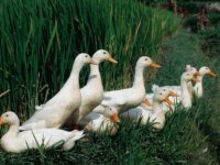 Ducks enjoy a rest in the Rice fields