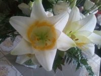 Lilies