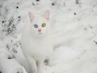 Snow Cat