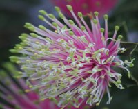 Banksia Cuneata - Australia