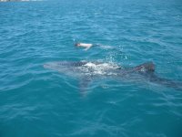 DELFINES EN LA BAHIA DE LA PAZ, B.C.S.