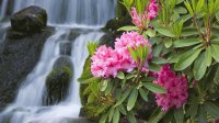 Flowers near the Waterfall