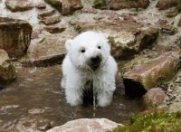 Baby Icebear