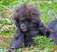 Monkey in danger