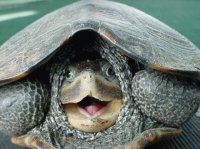 Turtle