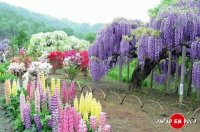 Arvores Coloridas do Japão