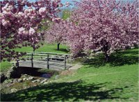 Beautiful Garden